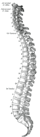 Vertebrae.gif