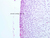 a9 articular cartilage knee joint 20x labeled.jpg