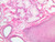 a67 seromucous glands trachea 20x.jpg
