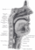 OralCavityPharynx.gif