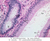 b81b epididymis 40x labeled.jpg