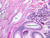 b81b efferent ductules 10x labeled.jpg
