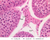 b80 leydig 40x labeled.jpg