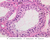 b82 seminiferous tubules 40x he labeled.jpg