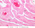 b79 rete testis 10x labeled.jpg