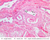 b79 straight tubules 20x labeled.jpg