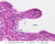 b89b seminal vesicle 40x labeled.jpg