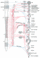 NervesAndGanglia.gif