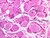 a90 ganglion 40x labeled.jpg