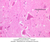 a88 spinal cord 40x labeled.jpg