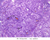 b64 herring bodies pars nervosa neurohypophysis 40x af labeled.jpg