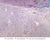 b65 neurohypophysis pituitary 2x trichrome labeled.jpg