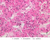 b63 adenohypophysis pituitary 40x he labeled.jpg