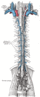 ThoracicDuctRightLynphaticDuct.gif