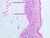 a48b dark skin 40x labeled.jpg