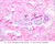 a48b gland abdominal skin 10x labeled.jpg