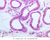 a58 sweat glands 40x labeled.jpg
