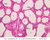 a92b mammary gland lactating breast 40x labeled.jpg