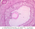 b94c graafian follicle 20x labeled.jpg