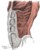 ObliqueExternusMuscles.gif