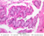b4e fundus stomach 40x labeled.jpg