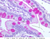 b13 jejunum 40x pas labeled.jpg