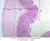 b13 jejunum 2x pas labeled.jpg