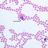 A100, Blood Smear, 40x Labeled (Wright)