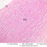A26, Aorta, 10x Labeled (H&E)