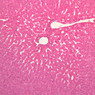B30, Liver (Sinusoids), 10x (H&E)