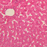 B30, Liver (Sinusoids), 20x (H&E)
