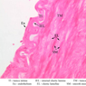 Cardiovascular