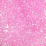 Cardiovascular