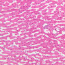 Cardiovascular