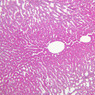 Cardiovascular
