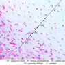 A6, Costal Cartilage, 40x Labeled (H&E)