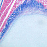 A6, Costal Cartilage, 10x (Aniline Blue)