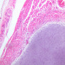 A6, Costal Cartilage, 10x (H&E)