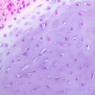 A6, Costal Cartilage, 40x (H&E)