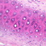 A51, Ear (Cartilage), 40x (H&E)