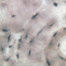 A1, Compact Bone, 40x (Ground)