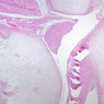 A9, Knee Joint, 2.5x (H&E)
