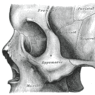 GrossAnatomy_CartilageAndBone