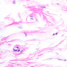A93, Mammary, 40x (H&E)