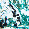 A56, Palmar Skin, 20x (Osmium)