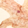 A8, Omentum, 40x (Resorcin-Fuchsin)
