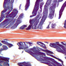 A19, Tendon, 10x (PTAH)