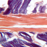 A19, Tendon, 20x (PTAH)