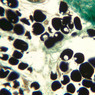A56, Neck, 20x (Osmium)