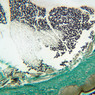 A56, Neck, 2.5x (Osmium)